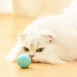اسباب بازی سگ و گربه مدل توپ غلتان خودکار - Image 4